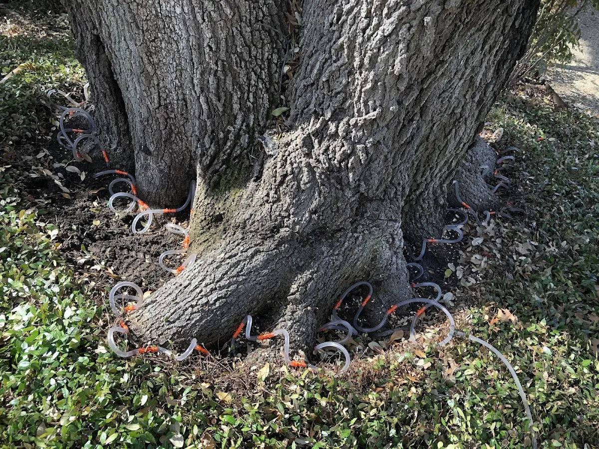 Detailed Tree Cabling and Bracing job site in Faribault