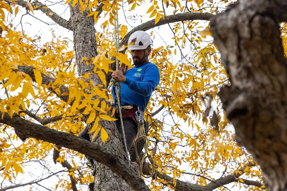 Skilled Tree Transplanting crew working in Faribault